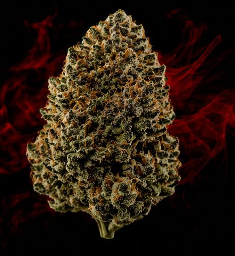 Midnight Truffle